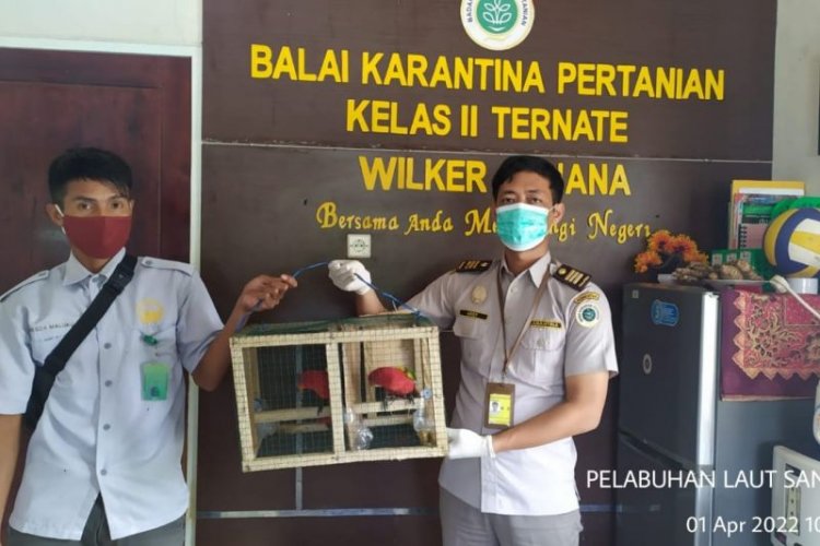 Petugas Karantina Ternate Amankan Burung Dilindungi Tiga Nuri Kasturi dari KM Permata Obi