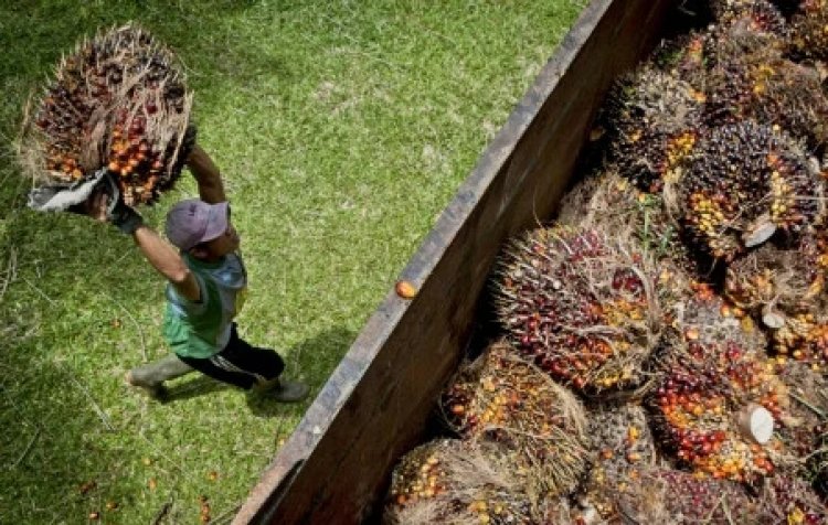 Harga Referensi CPO Turun USD130,11, Harga Biji Kakao Naik USD3,17