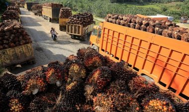 Jokowi Buka Lagi Ekspor Minyak Goreng Mulai 23 Mei 2022: Pasokan Berlimpah!