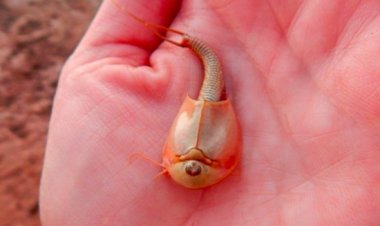 Ada Hewan Mata Tiga dari Zaman Purba Hingga Kini Dipelihara Manusia, Begini Penampakannya