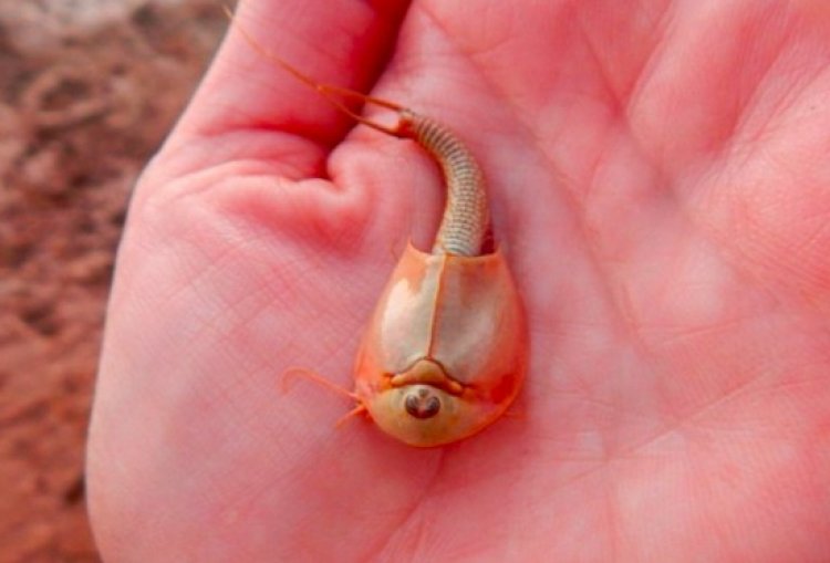 Ada Hewan Mata Tiga dari Zaman Purba Hingga Kini Dipelihara Manusia, Begini Penampakannya