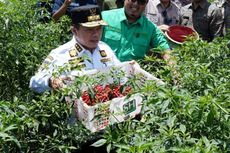 Petani Batanghari Sukses Kembangkan Tanaman Cabai Merah, Panen Raya Bersama Gubernur Jambi