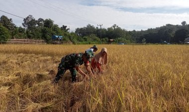 Babinsa Koramil 416-01/Rantau Pandan Terjun Langsung Bantu Petani Panen Padi di Bungo