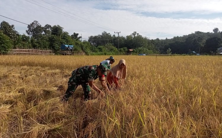 Babinsa Koramil 416-01/Rantau Pandan Terjun Langsung Bantu Petani Panen Padi di Bungo