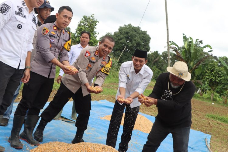 Polres Bungo Gelar Panen Raya Jagung Perdana, Dukung Ketahanan Pangan Nasional