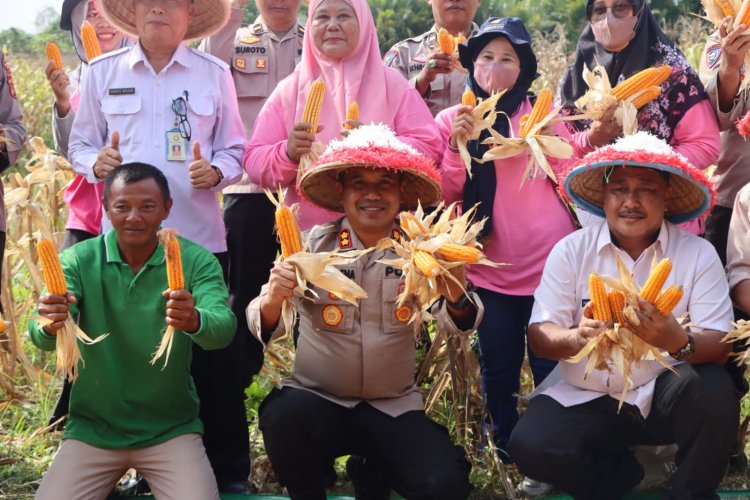 Dukung Ketahanan Pangan, Kapolres Bungo Gelar Panen Raya Jagung Tahap Pertama