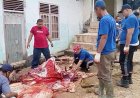 PDM Bungo Bersama Jamaah Masjid Al-Furqon dan UMMUBA Laksanakan Pemotongan 11 Ekor Sapi Kurban di Islamic Center Muhammadiyah