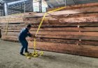 Begini Aksi KLHK Amankan 17 Kayu Merbau Illegal dari Pulau Seram