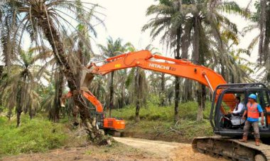 Program Replanting di Muarojambi Belum Sesuai Target, Ini Penyebabnya...
