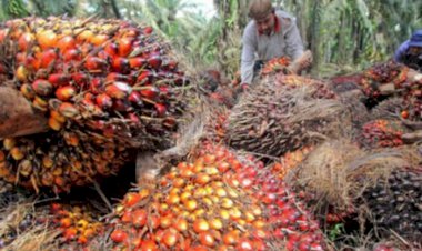 Harga CPO di Jambi Turun Menjadi Rp5.873 Per Kilogram