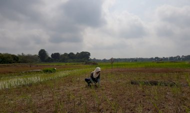 Kekeringan, 2.000 Hektar Sawah di Marosebo Terancam Gagal Panen