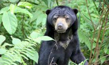 Beruang di Kebun Karet, Warga Tebo Resah