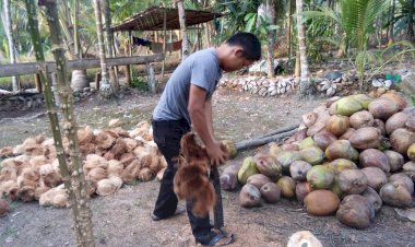 Harga Rp800 Per Biji, Petani Kelapa Menjerit