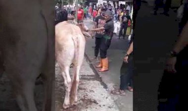 Tukang Jagal di Cengkareng Ditendang Sapi Kurban Gigi Rontok Lima