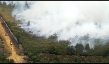 Walhi Jambi Sentil Pemerintah Daerah Harus Serius Atasi Karhutla