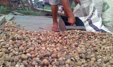 Musim Trek, Petani Pinang Tanjabbar Mulai Menjerit