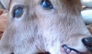 GEGER! Warga Sukadana Heboh Lahirnya Anak Sapi Bermata Satu di Tengah