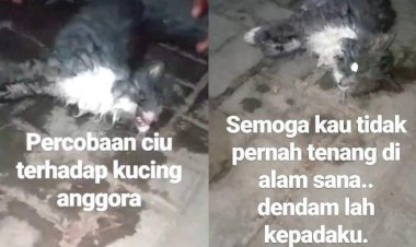 Biadab!! Video Kucing Dicekoki Miras, Kejang-kejang hingga Mati