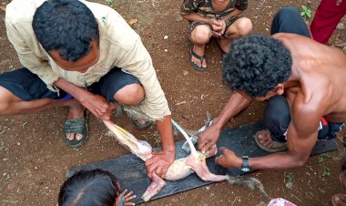 MIRIS! Kelaparan Warga Suku Anak Dalam Makan Monyet