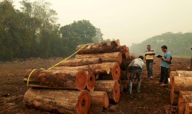 BREAKING NEWS!! Belasan Kubik Kayu Tanpa Dokumen Diamankan Polres Muarojambi