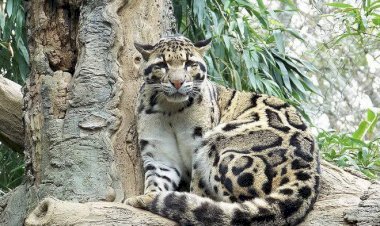 BKSDA Selidiki Insiden Serangan Macan yang Tewaskan Petani Lahat