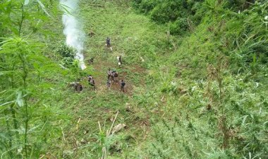 Polisi Temuka 420 Ribu Batang Ganja di Pegunungan Tor Sihite Madina