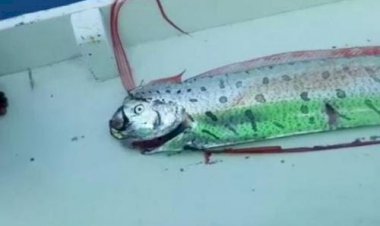 Heboh Kemunculan Ikan Oarfish, Dikaitkan Tsunami dan Gempa Bakal Hadir