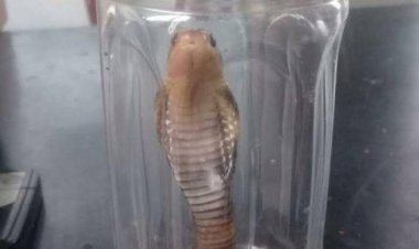 Lima Ular Kobra Ditemukan di Apartemen Cengkareng