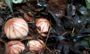 Ini Dia Bunga Langka Rhizanthes Ditemukan di Danau Maninjau