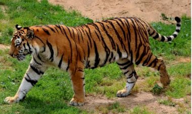 Warga Lahat Sumatera Selatan Tewas Diterkam Harimau