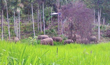 Gajah Liar Rusak Sawah Warga Desa Tanjung Bojo Tanjabbar