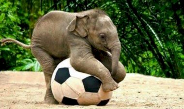 Gajah Liar di Tanjung Bojo, BKSDA: Diduga dari Bukit 30 Tebo