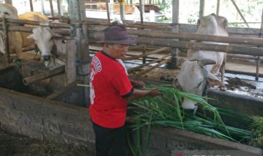 Virus Theileria Diduga Serang Ternak Sapi di Sleman
