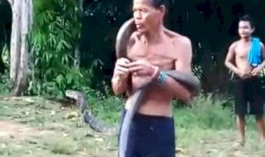 Nahas! Usai Beraksi Pawang Ular Tewas Digigit King Kobra Sepanjang 5 Meter Berkali-kali