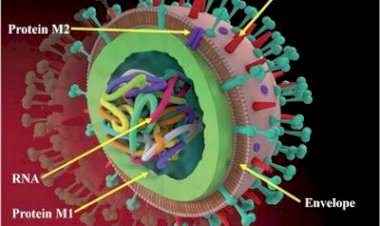 Baru Saja Virus Corona, Kini Muncul H5N1 di China