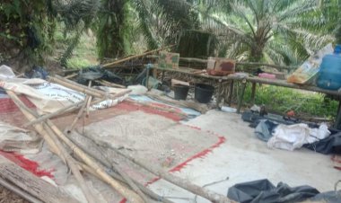 Kutuk Aksi 350 Sekuriti PT Asiatic Persada Gusur SAD, Warga Lapor ke Jokowi