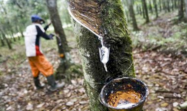Harga Karet Kembali Anjlok, Diskoperindag Muarojambi Sebut Akibat Virus Corona