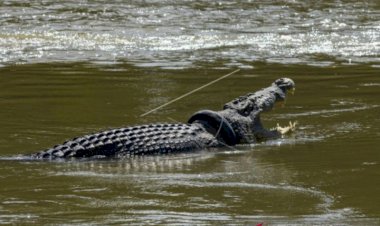 Dua Ahli Buaya, Matthew dan Chris Wilson Bantu Evakuasi Buaya Berkalung Ban yang Viral