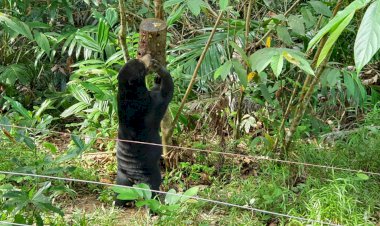 Begini Kronologis IRT Dicakar Beruang di Tanjab Barat