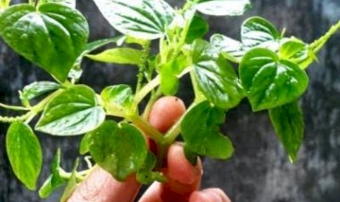 Tumbuhan Liar Ini Muncul di Perkarangan Rumah, Ternyata Ini Manfaat Sirih Cina