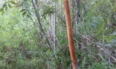 Pencurian Kulit Manis di Kerinci Semakin Marak, Warga Ancam Bunuh Pelaku di Tempat