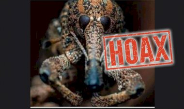 Viral! Virus Corona Diperbesar Ribuan Kali Mirip Tupai, Namun Begini Faktanya