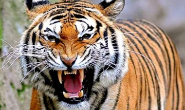 Harimau Masuk ke Perkebunan Warga Air Hangat Kerinci, Begini Kondisinya