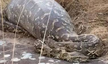 Ditelan Ular Sanca Sepanjang 8 Meter, Ibu Rumah Tangga di Sulawesi Tewas