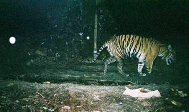 Lagi, Warga Kerinci Digegerkan dengan Kemunculan Harimau Sumatera di Hutan Desa