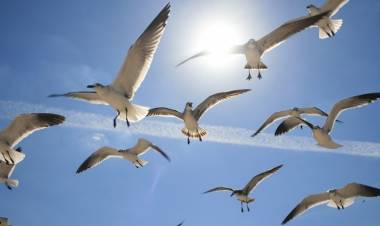 Super Canggih, Drone Mata-Mata Ini Menyerupai Burung Sungguhan