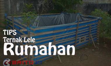 Patut Dicoba, Peluang Usaha Ternak Lele Rumahan