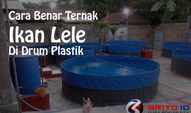 Cara Ternak Ikan Lele Dalam Drum Plastik dan Besi Yang Benar