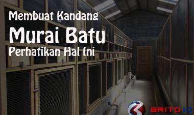 Mau Buat Kandang Ternak Murai Batu? Perhatikan Hal ini Terlebih Dahulu