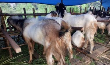 Dinas Peternakan Minta Warga Hati-hati dan Teliti Membeli Hewan Kurban